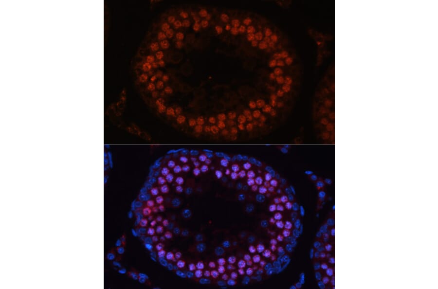 Immunofluorescence - Anti-MSH4 Antibody (A14027) - Antibodies.com