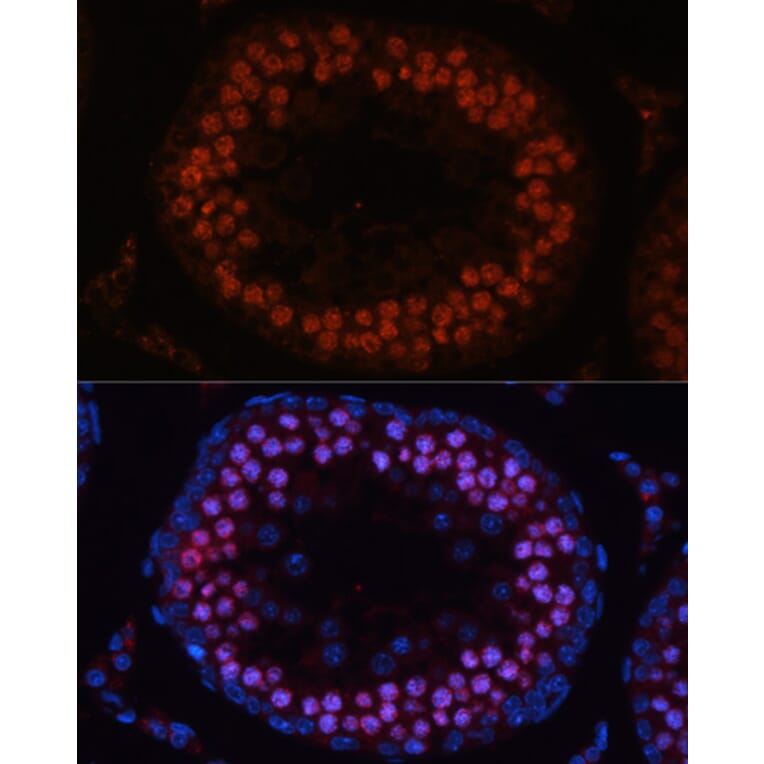 Immunofluorescence - Anti-MSH4 Antibody (A14027) - Antibodies.com
