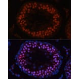 Immunofluorescence - Anti-MSH4 Antibody (A14027) - Antibodies.com