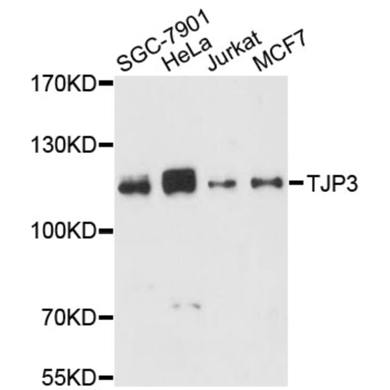 Western Blot - Anti-TJP3 Antibody (A13085) - Antibodies.com