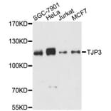 Western Blot - Anti-TJP3 Antibody (A13085) - Antibodies.com