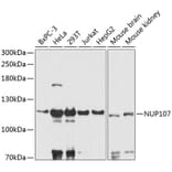 Western Blot - Anti-Nup107 Antibody (A87967) - Antibodies.com