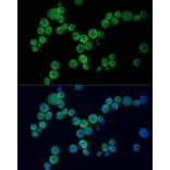 Immunofluorescence - Anti-PARP1 Antibody (A87972) - Antibodies.com