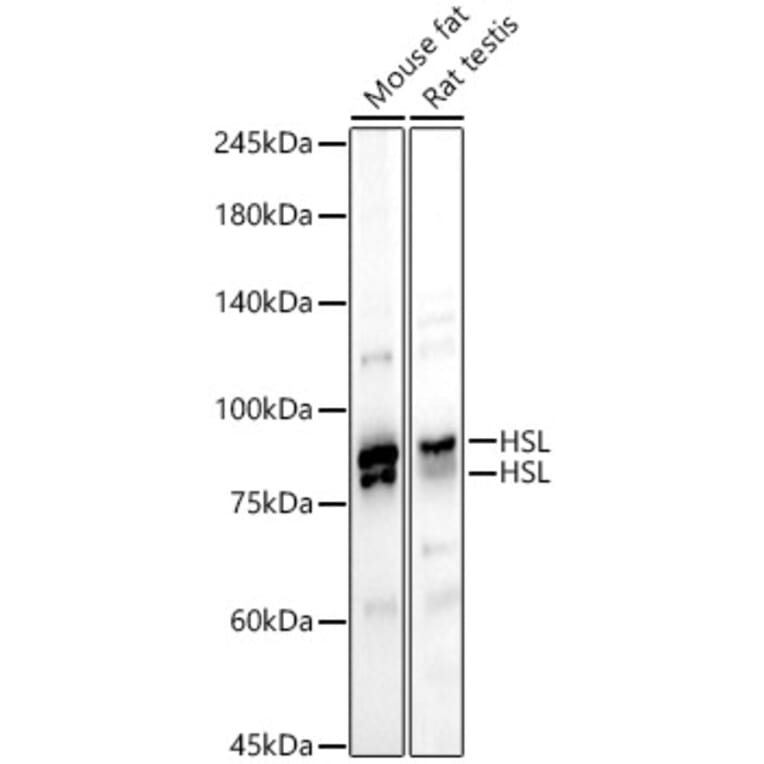 Western Blot - Anti-Hormone sensitive lipase/HSL Antibody (A87973) - Antibodies.com