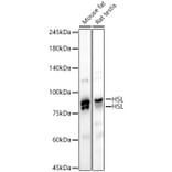 Western Blot - Anti-Hormone sensitive lipase/HSL Antibody (A87973) - Antibodies.com