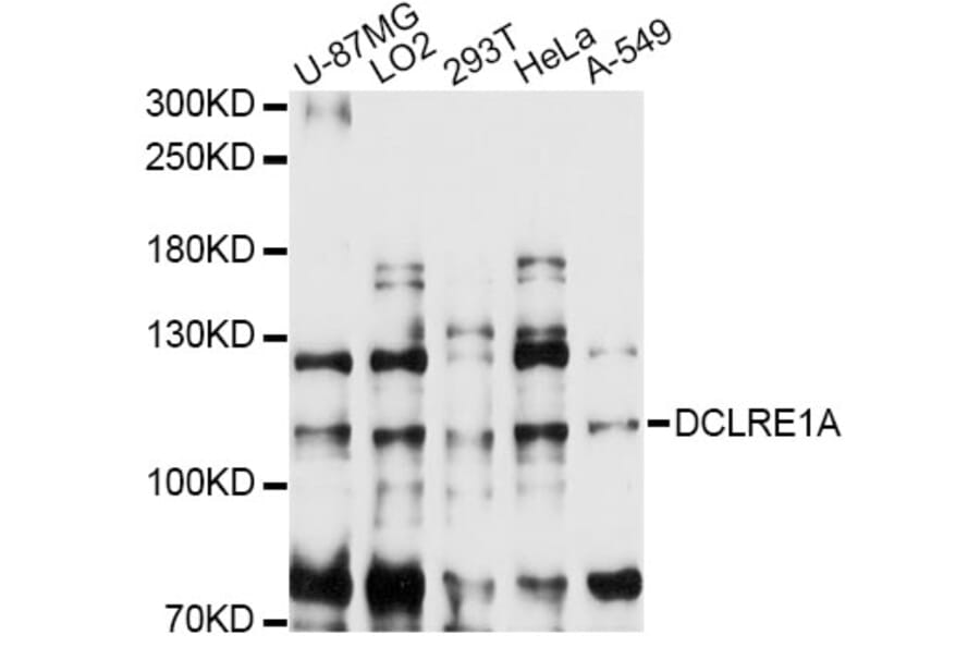 Western Blot - Anti-DCLRE1A Antibody (A14312) - Antibodies.com