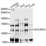 Western Blot - Anti-DCLRE1A Antibody (A14312) - Antibodies.com