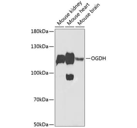 Western Blot - Anti-OGDH Antibody (A87976) - Antibodies.com