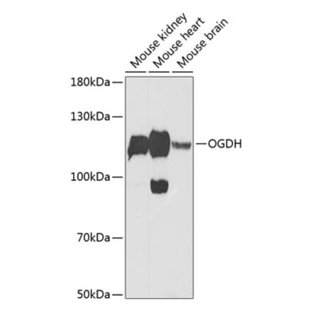 Western Blot - Anti-OGDH Antibody (A87976) - Antibodies.com