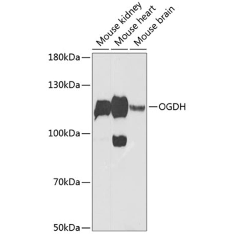 Western Blot - Anti-OGDH Antibody (A87976) - Antibodies.com