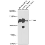 Western Blot - Anti-OGDH Antibody (A87976) - Antibodies.com