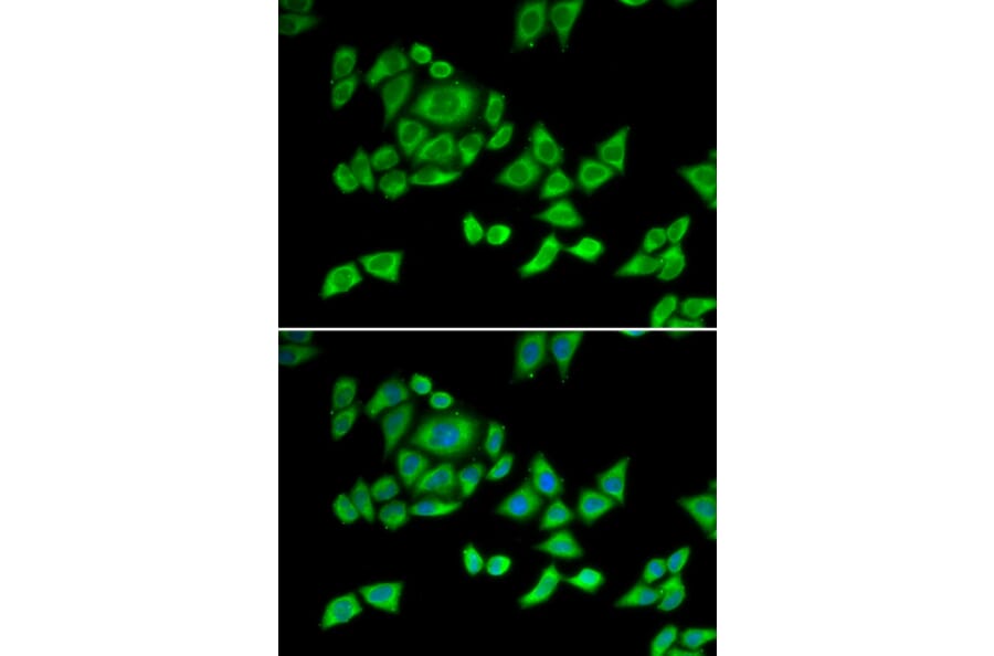 Immunofluorescence - Anti-OGDH Antibody (A87976) - Antibodies.com