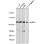 Western Blot - Anti-NLRC4 Antibody (A13117) - Antibodies.com