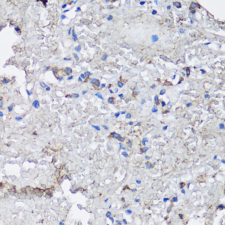 Immunohistochemistry - Anti-NLRC4 Antibody (A13117) - Antibodies.com