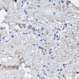 Immunohistochemistry - Anti-NLRC4 Antibody (A13117) - Antibodies.com