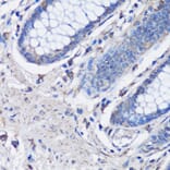 Immunohistochemistry - Anti-NLRC4 Antibody (A13117) - Antibodies.com