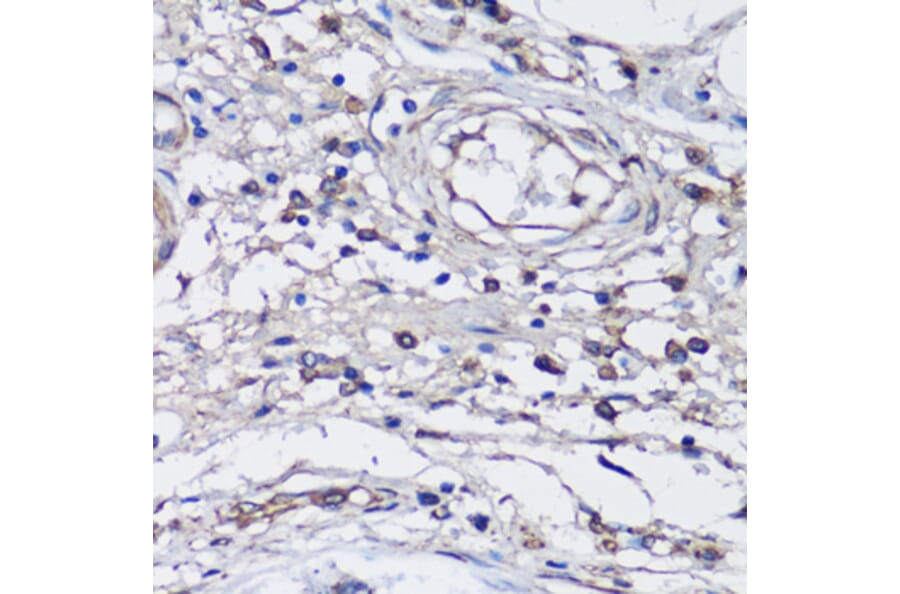 Immunohistochemistry - Anti-NLRC4 Antibody (A13117) - Antibodies.com