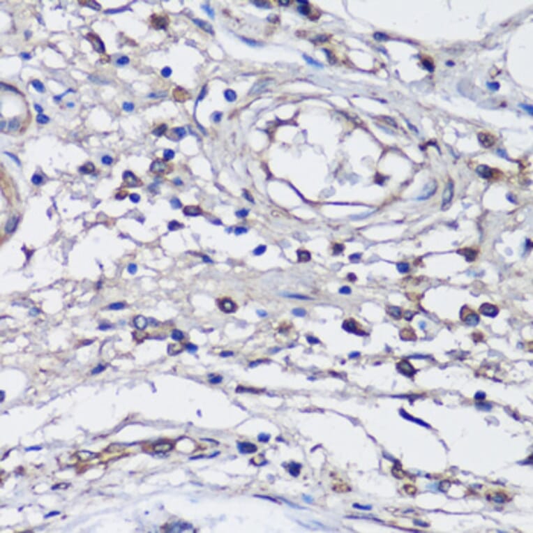 Immunohistochemistry - Anti-NLRC4 Antibody (A13117) - Antibodies.com