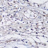 Immunohistochemistry - Anti-NLRC4 Antibody (A13117) - Antibodies.com