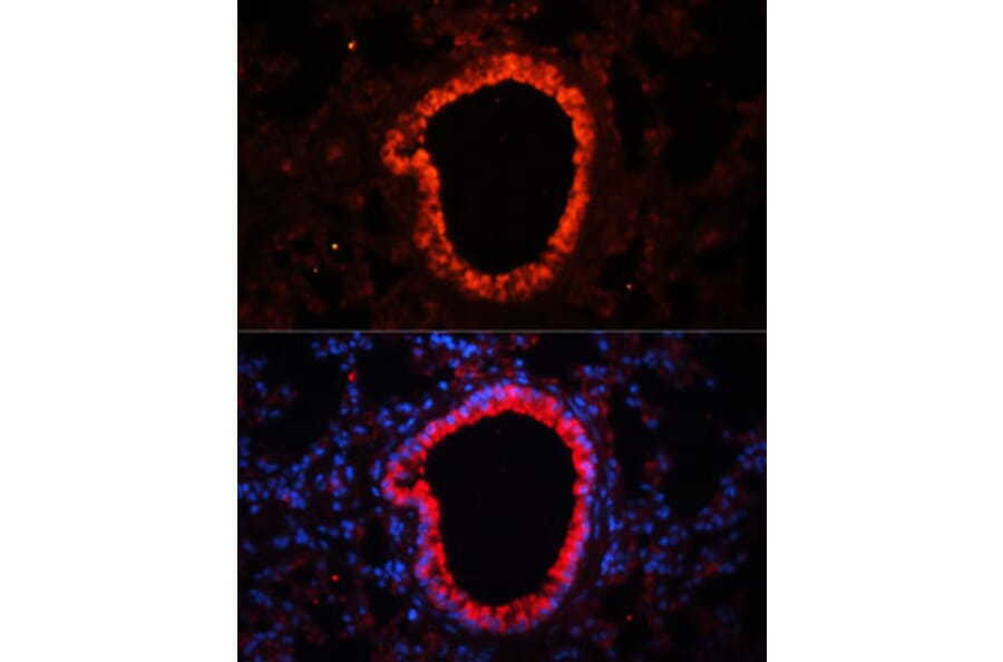 Immunofluorescence - Anti-NLRC4 Antibody (A13117) - Antibodies.com