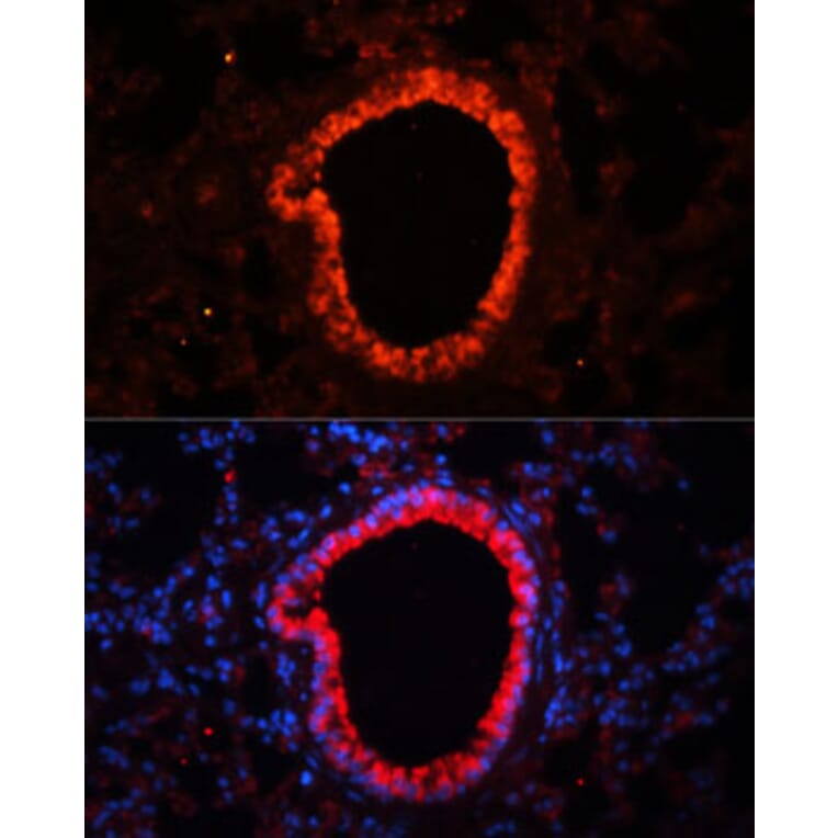 Immunofluorescence - Anti-NLRC4 Antibody (A13117) - Antibodies.com