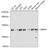 Western Blot - Anti-SRRM1 Antibody (A87978) - Antibodies.com