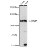 Western Blot - Anti-FAM13A Antibody (A87979) - Antibodies.com