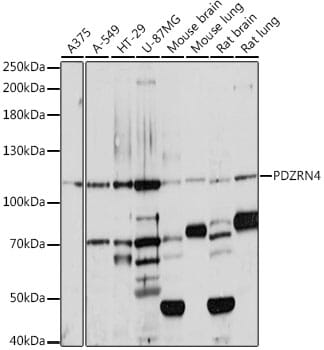 Western blot analysis of extracts of various cell lines, using Anti-PDZRN4 Antibody (A16119) at 1:1,000 dilution.
Secondary antibody: Goat Anti-Rabbit IgG (H+L) (HRP) (AS014) at 1:10,000 dilution.
Lysates / proteins: 25µg per lane.
Blocking buffer: 3% non-fat dry milk in TBST.
Detection: ECL Basic Kit (RM00020).
Exposure time: 30s.