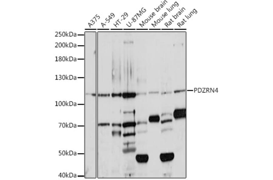 Western Blot - Anti-PDZRN4 Antibody (A87983) - Antibodies.com