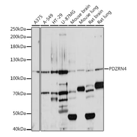 Western Blot - Anti-PDZRN4 Antibody (A87983) - Antibodies.com