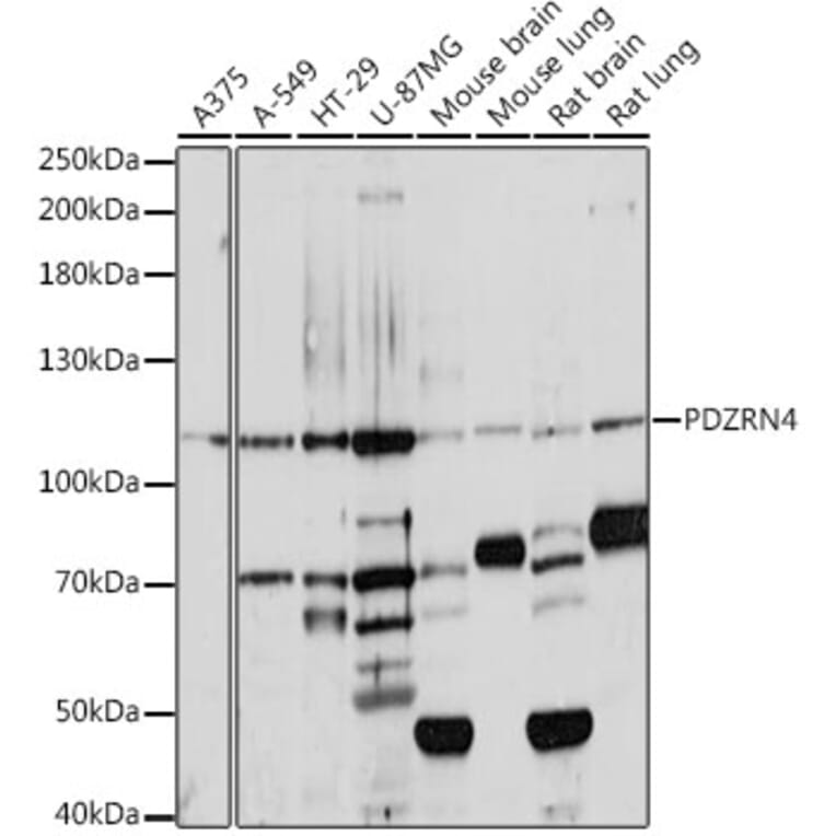 Western Blot - Anti-PDZRN4 Antibody (A87983) - Antibodies.com