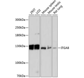 Western Blot - Anti-ITGA8 Antibody (A87989) - Antibodies.com