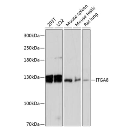 Western Blot - Anti-ITGA8 Antibody (A87989) - Antibodies.com