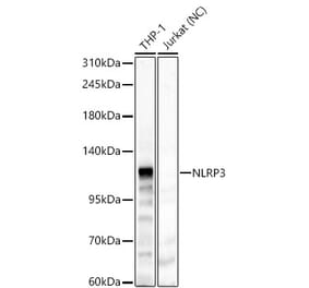 Western Blot - Anti-NLRP3 Antibody (A87991) - Antibodies.com