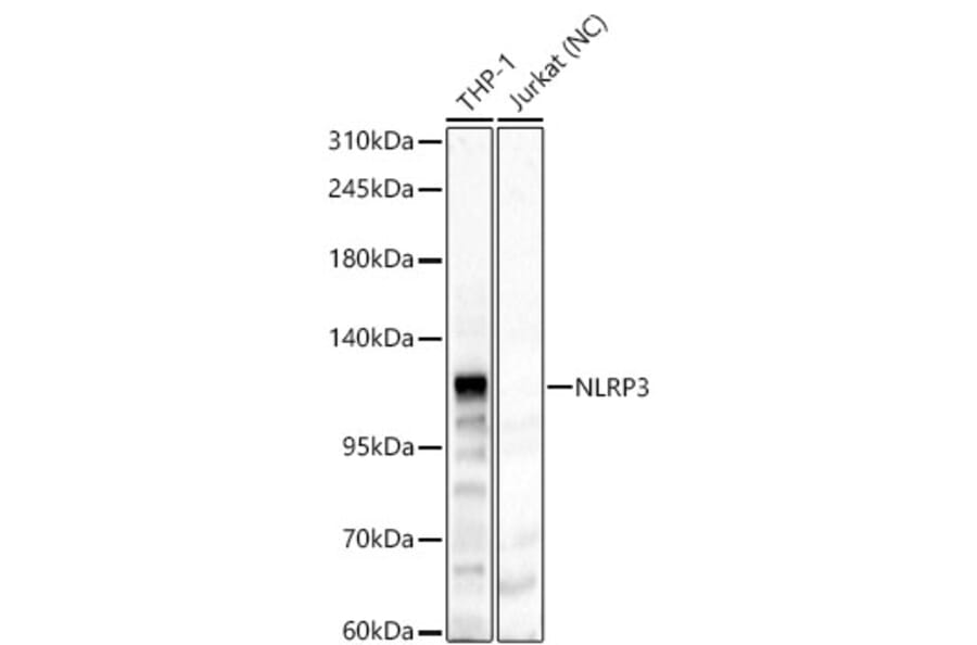 Western Blot - Anti-NLRP3 Antibody (A87991) - Antibodies.com