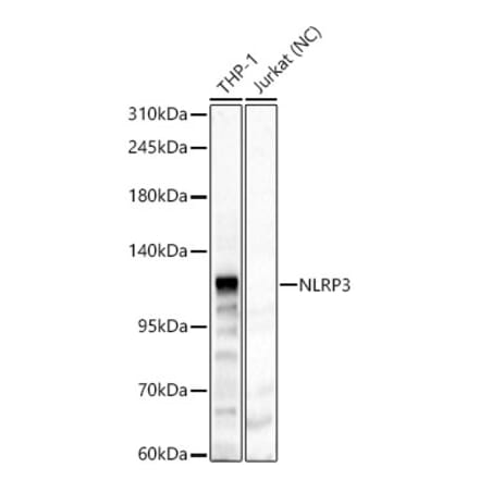 Western Blot - Anti-NLRP3 Antibody (A87991) - Antibodies.com