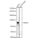 Western Blot - Anti-NLRP3 Antibody (A87991) - Antibodies.com