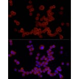Immunofluorescence - Anti-NLRP3 Antibody (A87991) - Antibodies.com