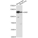 Western Blot - Anti-GAB1 Antibody (A14534) - Antibodies.com