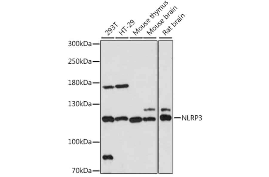 Western Blot - Anti-NLRP3 Antibody (A14223) - Antibodies.com