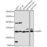 Western Blot - Anti-NLRP3 Antibody (A14223) - Antibodies.com