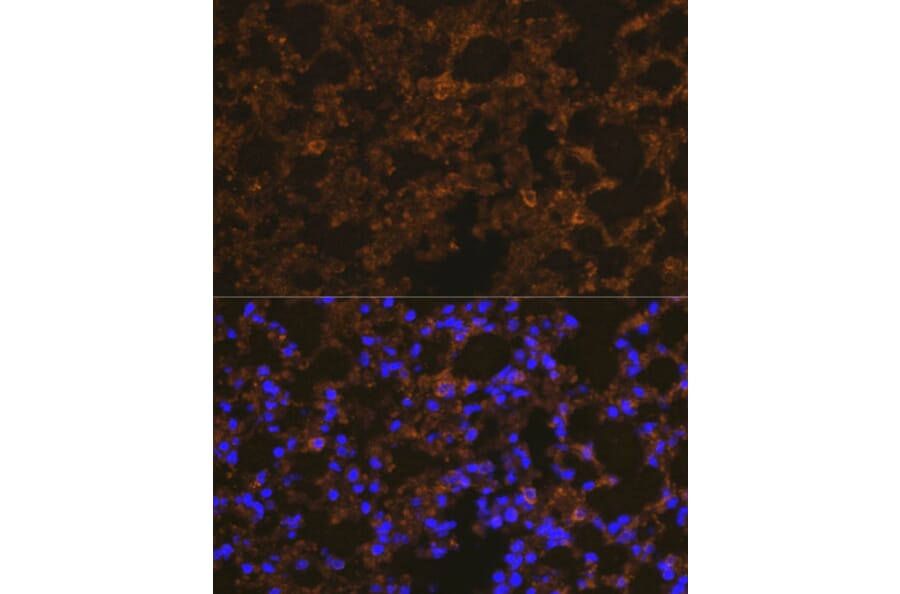 Immunofluorescence - Anti-NLRP3 Antibody (A14223) - Antibodies.com