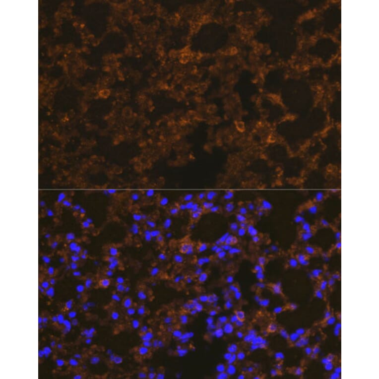 Immunofluorescence - Anti-NLRP3 Antibody (A14223) - Antibodies.com