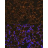 Immunofluorescence - Anti-NLRP3 Antibody (A14223) - Antibodies.com