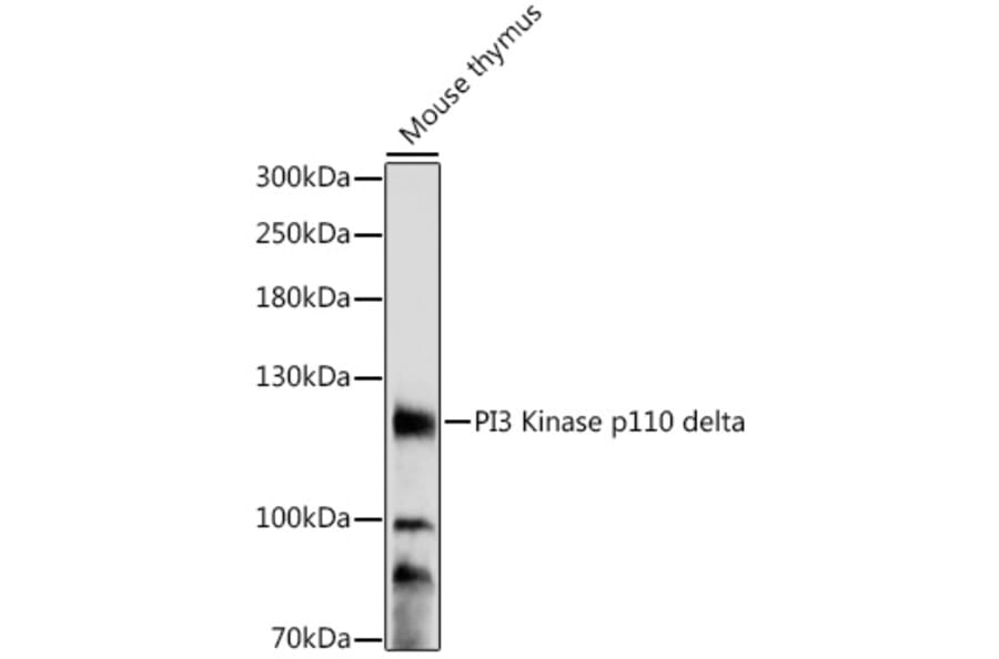 Western Blot - Anti-PI 3 Kinase p110 delta Antibody (A87999) - Antibodies.com