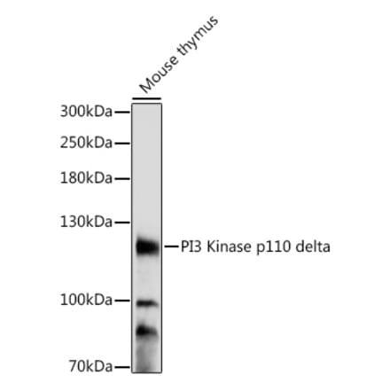 Western Blot - Anti-PI 3 Kinase p110 delta Antibody (A87999) - Antibodies.com
