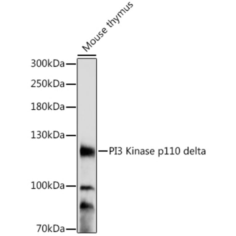 Western Blot - Anti-PI 3 Kinase p110 delta Antibody (A87999) - Antibodies.com