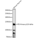 Western Blot - Anti-PI 3 Kinase p110 delta Antibody (A87999) - Antibodies.com
