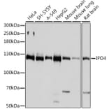 Western Blot - Anti-Importin4/Imp4 Antibody (A88001) - Antibodies.com