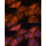 Immunofluorescence - Anti-Importin4/Imp4 Antibody (A88001) - Antibodies.com